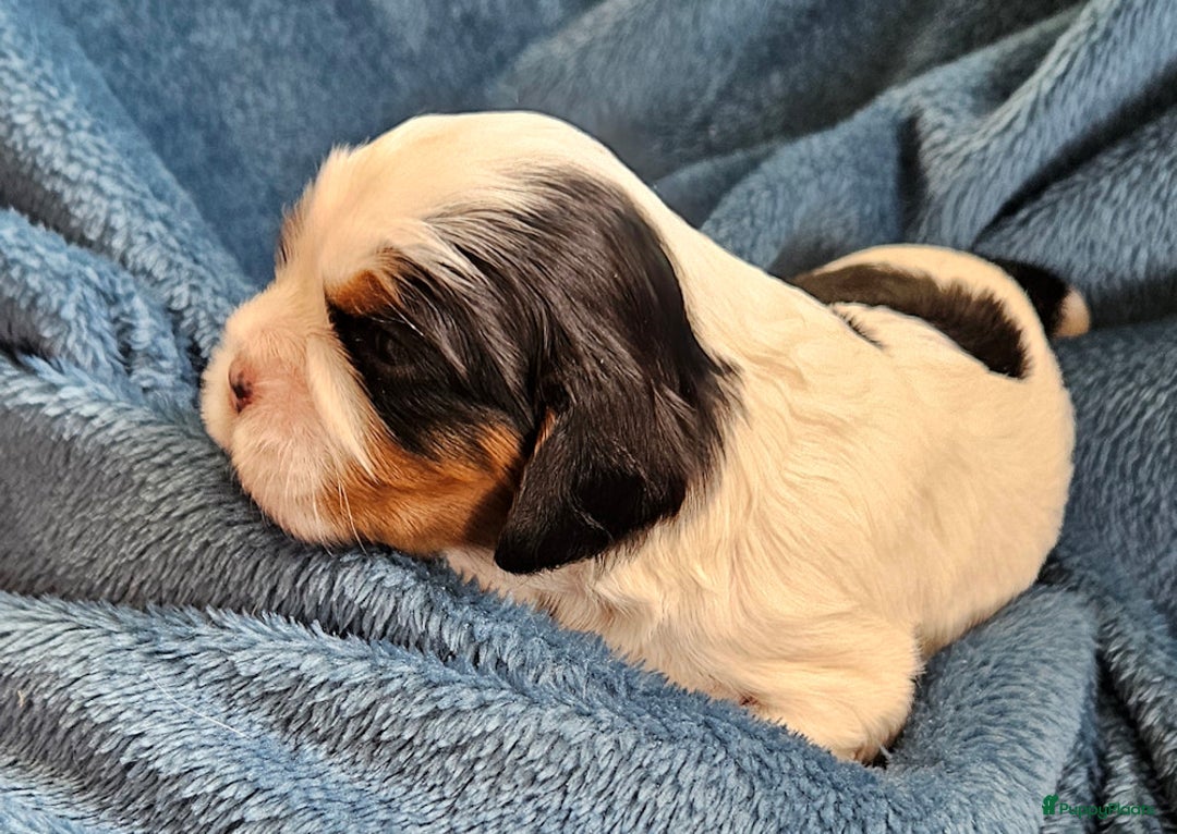 Cavalier King Charles Spaniel honden te koop: Cavalier King Charles Spaniel in Makkinga - Afbeelding 4