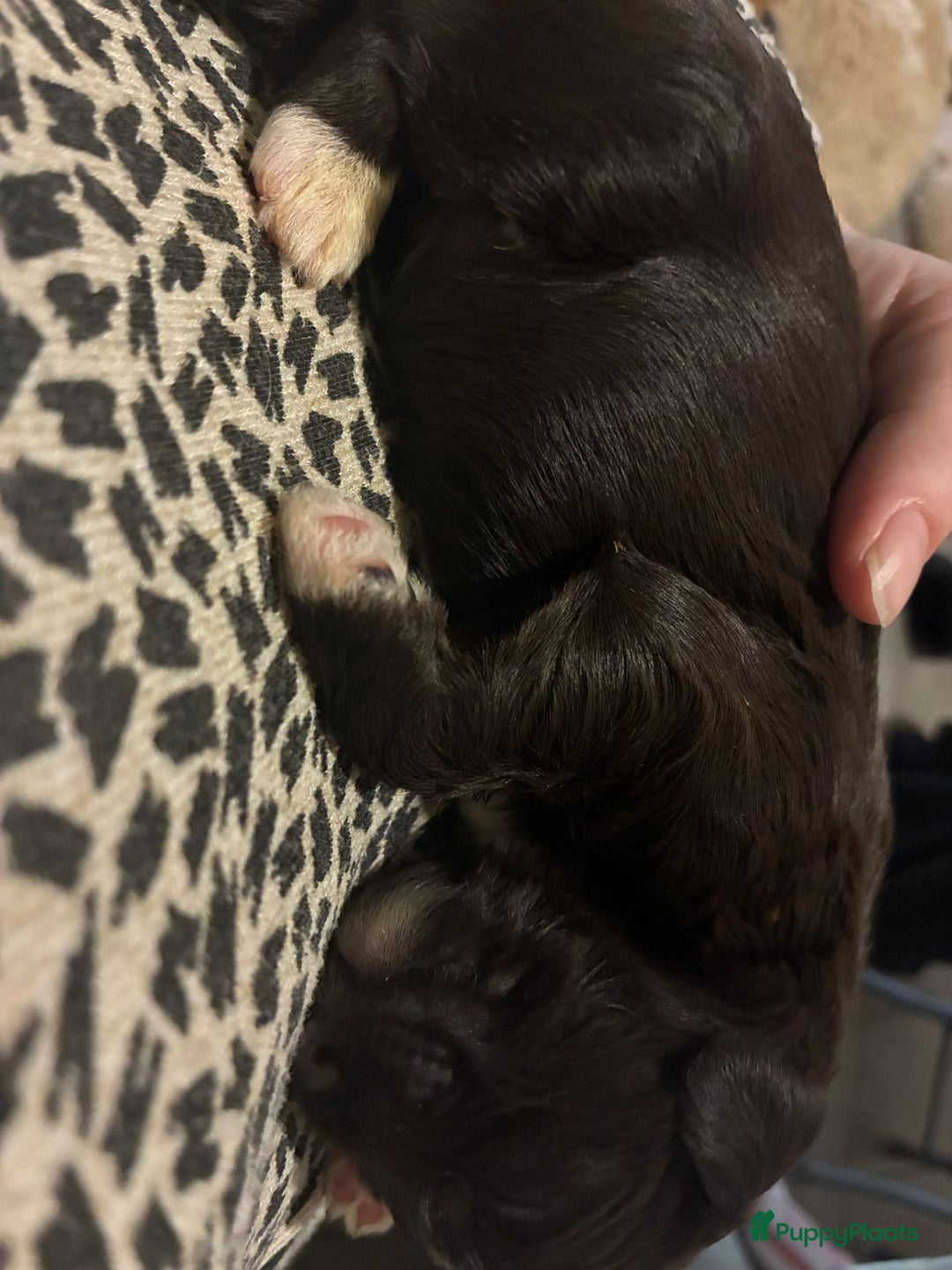 Barbet honden te koop: Barbet puppy’s geboren - Advertentie 30