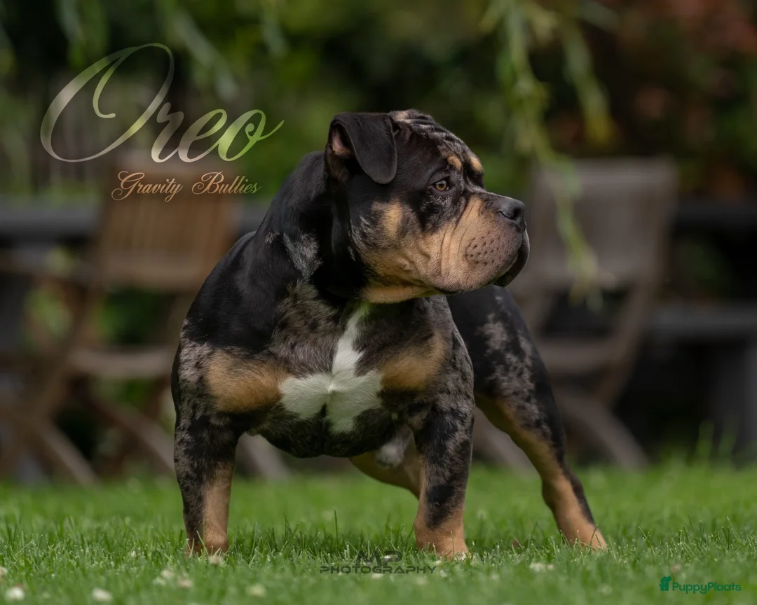 Amerikaanse Bully honden ter dekking: American Bully pocket dekreu  - Advertentie 2