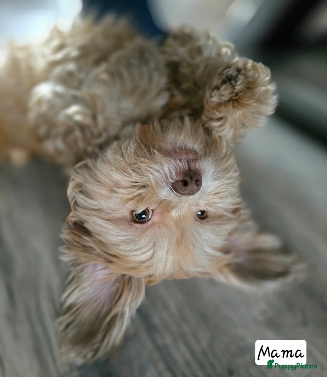 Kruising honden te koop: Boomer pups 14-1 geboren (Shih-Tzu x Boomer) - Advertentie 26