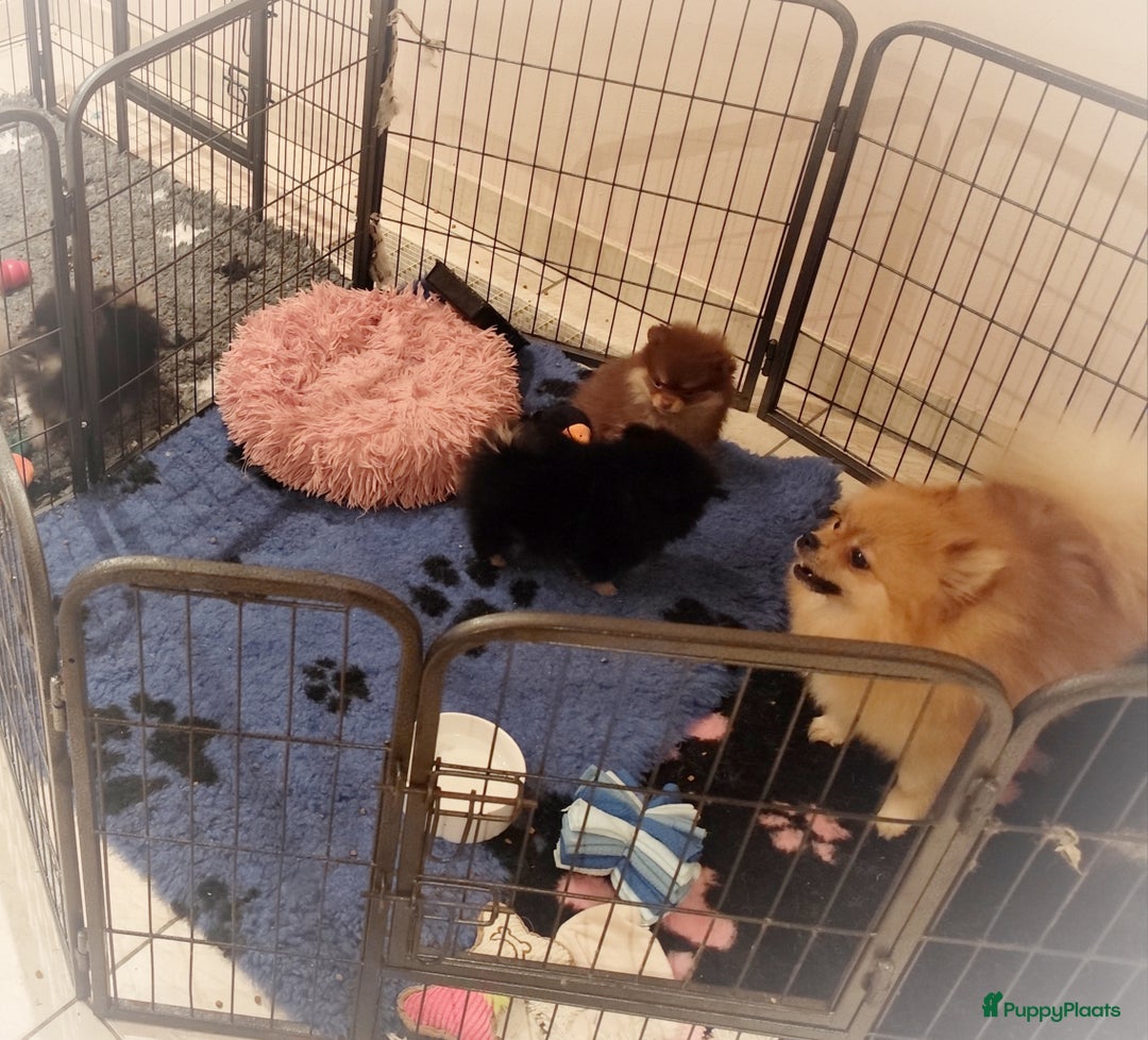 Pomeriaan honden te koop: Nog twee super schattige knappe pomeranian puppys - Advertentie 5