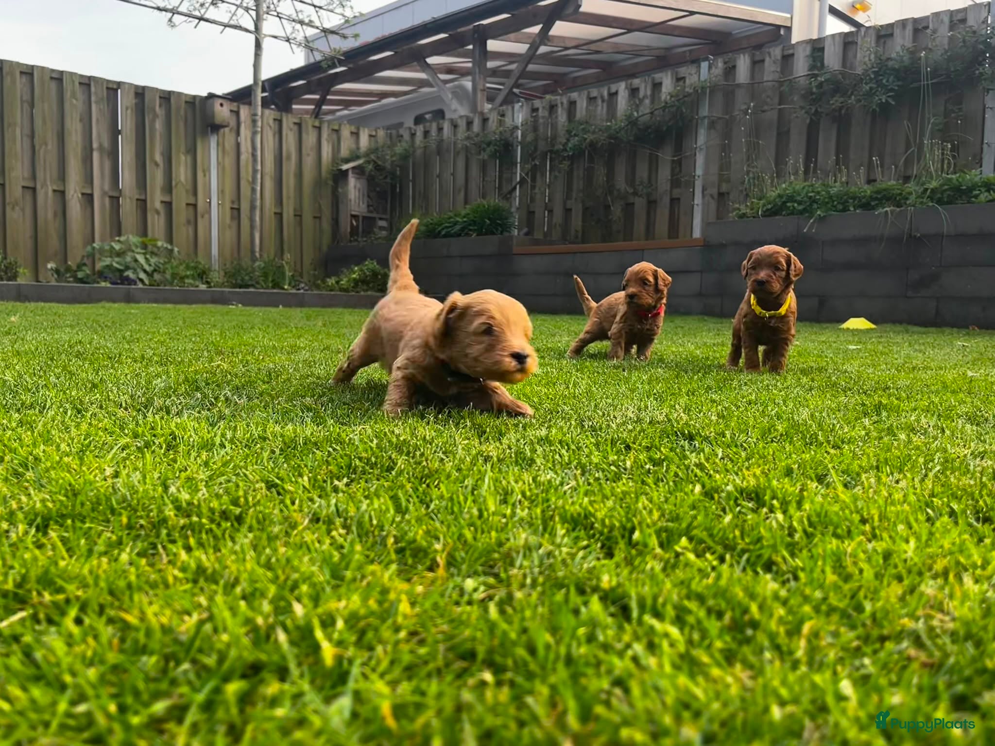 Australian Labradoodle honden te koop: Australian labradoodle pups - Advertentie 20