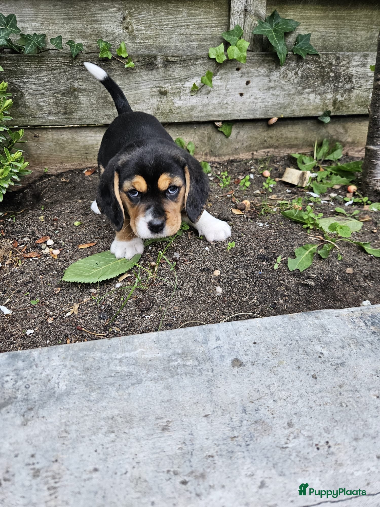 Beagle honden Prachtige raszuivere Beagle pups - Advertentie 1