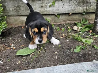 Beagle honden Prachtige raszuivere Beagle pups - Advertentie 10