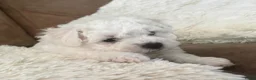 Bolognezer honden te koop: Super mooie bolognezer pupjes met stamboom - Advertentie 7