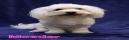 Maltipoo honden te koop: 🥰 9 Prachtige Maltipoo pups! Unieke kleuren 🐶 - Advertentie 25
