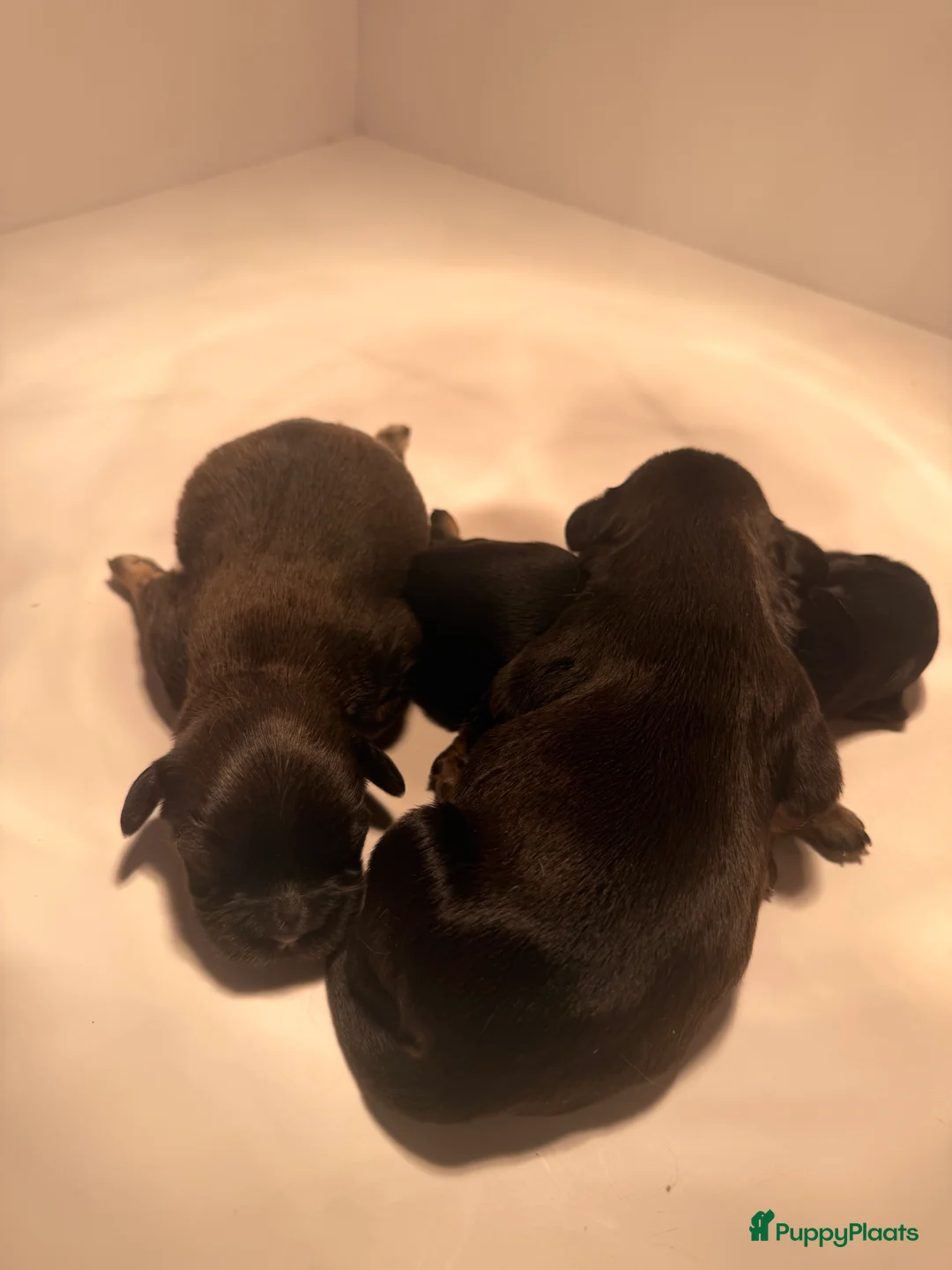 Havanezer honden te koop: Havanezer pup - Advertentie 13