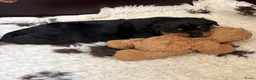 Kruising honden te koop: Berner SennerxRottweiler puppy's in Dalfsen - Advertentie 14