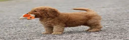 Cockapoo honden te koop: cockapoo pup, reutje - Advertentie 14