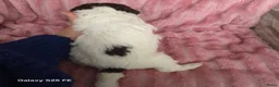 Lagotto Romagnolo honden te koop: Lagotto Romagnolo Pupies - Advertentie 9