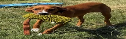 Kruising honden te koop: Ninna - Advertentie 4