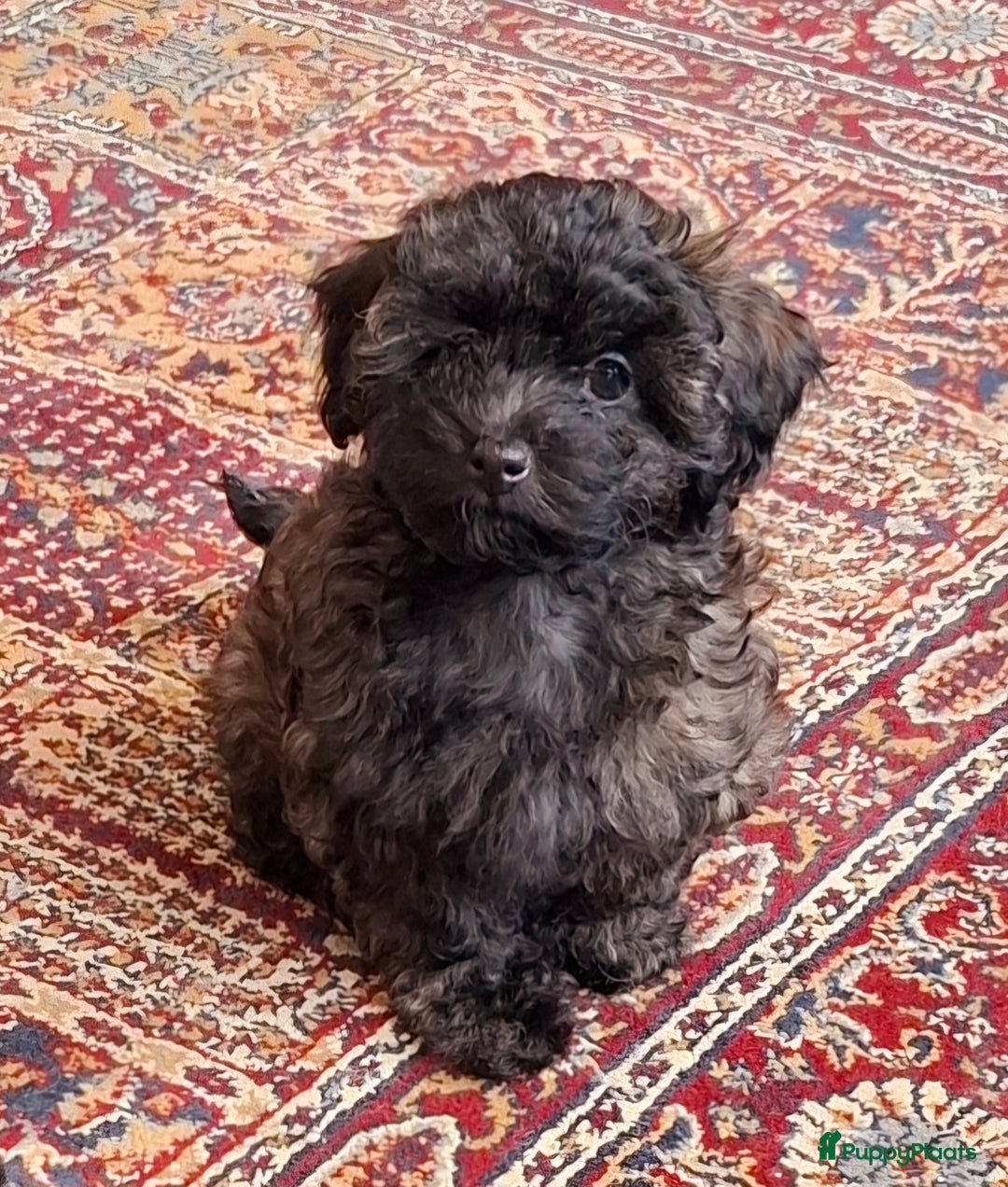 Maltipoo honden te koop: Moos & Pepper - Advertentie 2