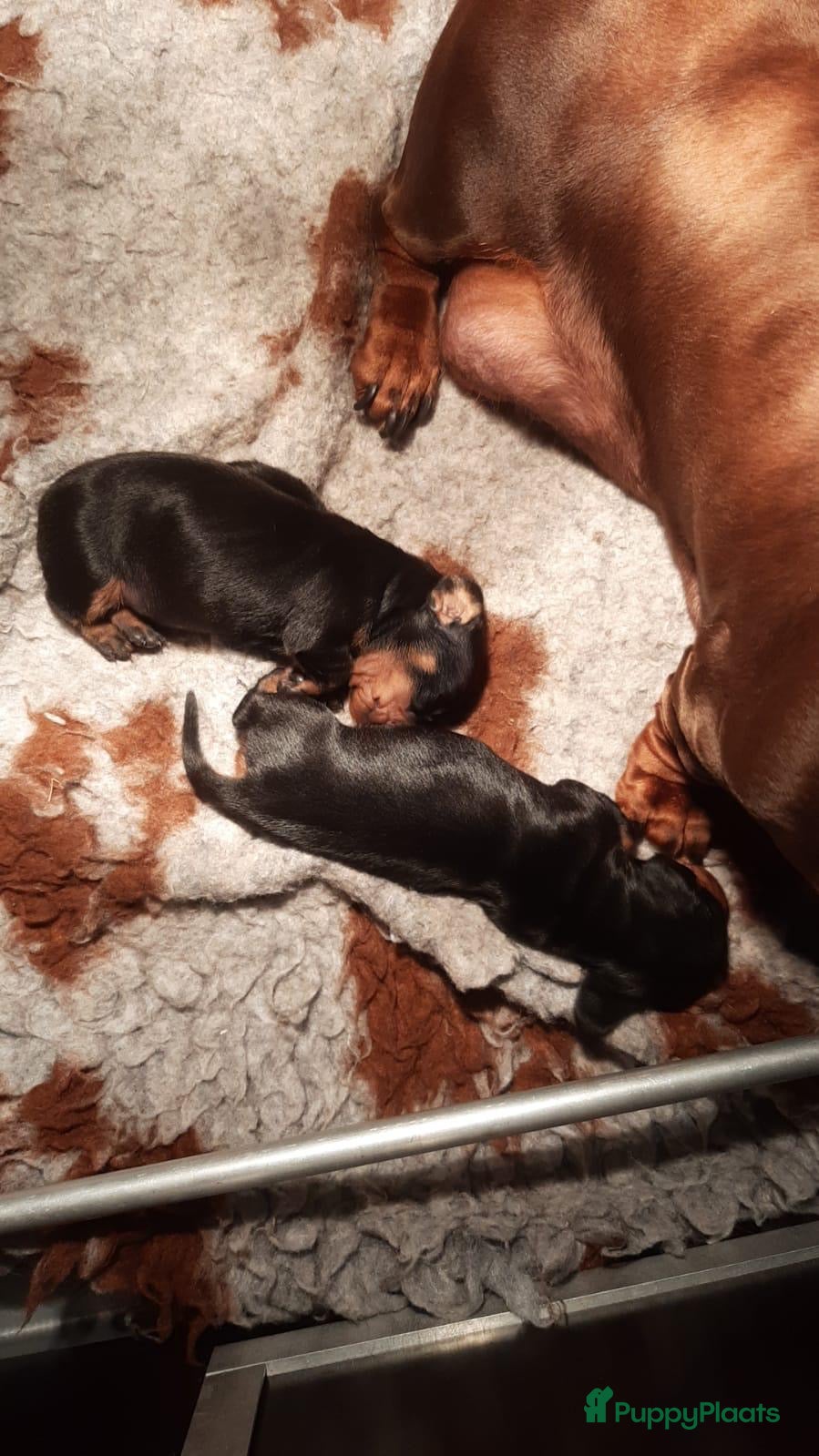 Teckel (korthaar)  honden Zeer mooie teckel standaard pups  - Advertentie 2