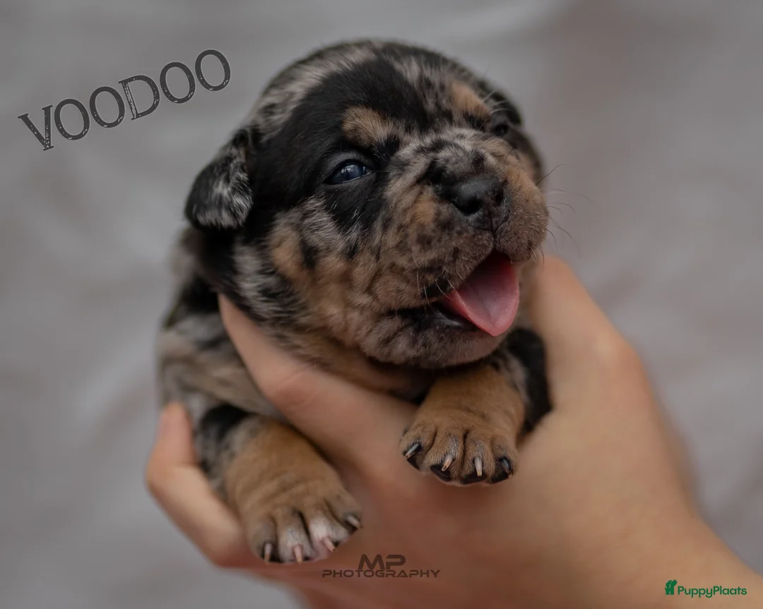 Amerikaanse Bully honden te koop: American Bully pocket pups verwacht  - Advertentie 2