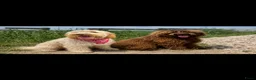 Labradoodle honden te koop: Chocolade bruine labradoodles Australian  bloed  - Advertentie 6