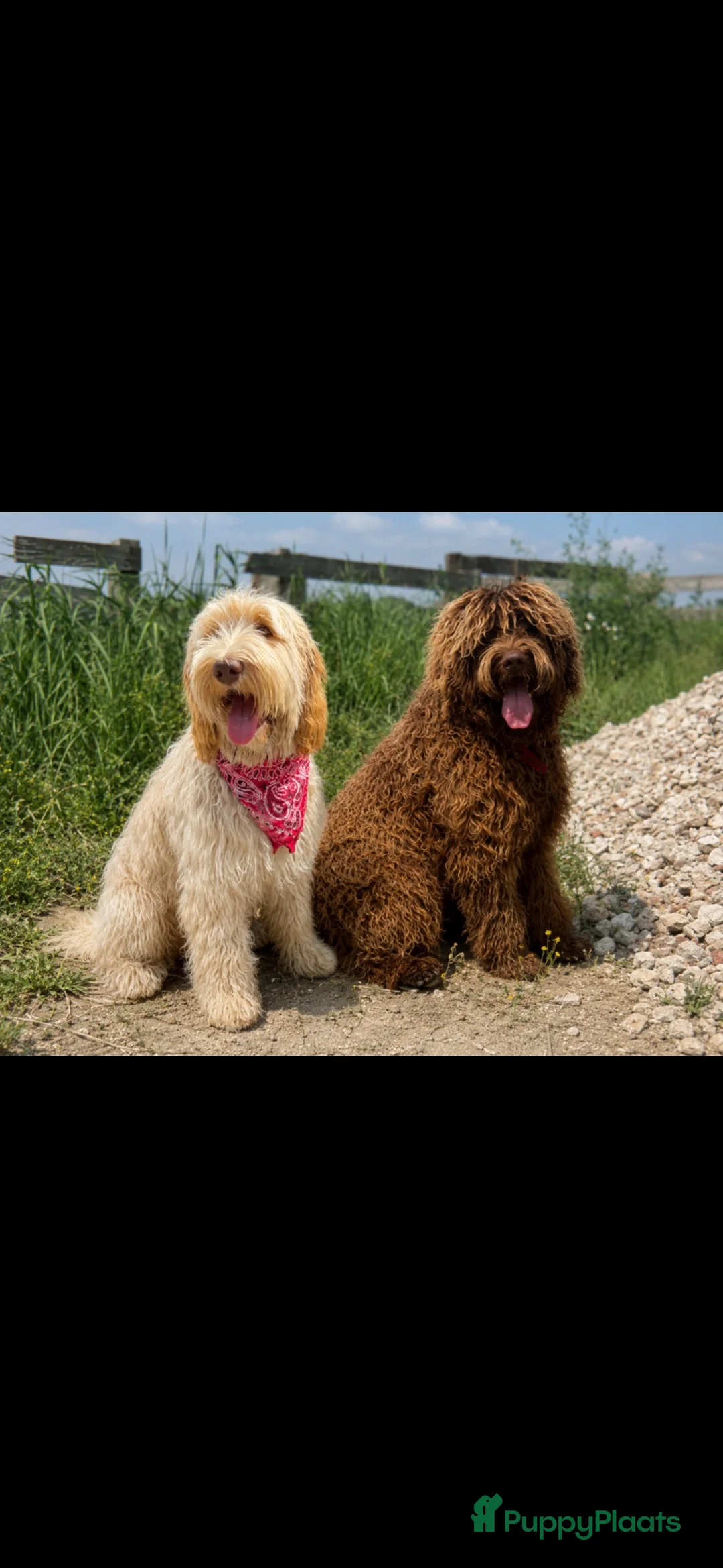 Labradoodle honden te koop: Chocolade bruine labradoodles Australian  bloed  - Advertentie 6