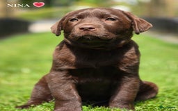 Labrador Retriever honden te koop: Labrador pups chocolade bruin met Stamboom - Afbeelding 2