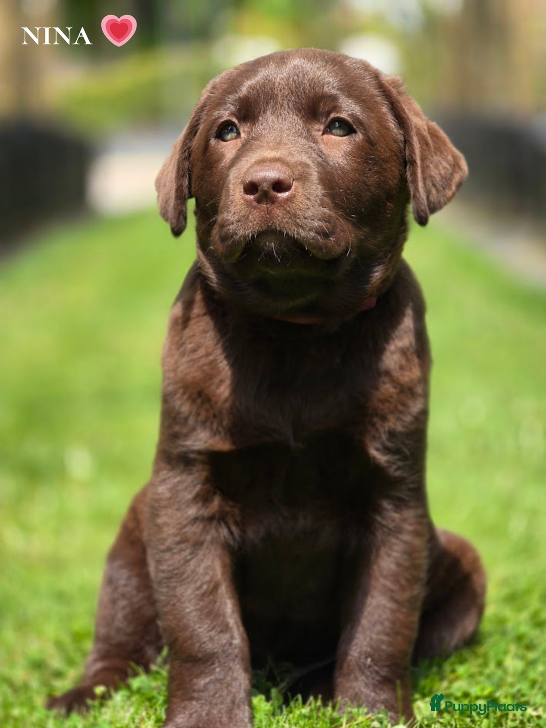 Labrador Retriever honden te koop: Labrador pups chocolade bruin met Stamboom - Afbeelding 2