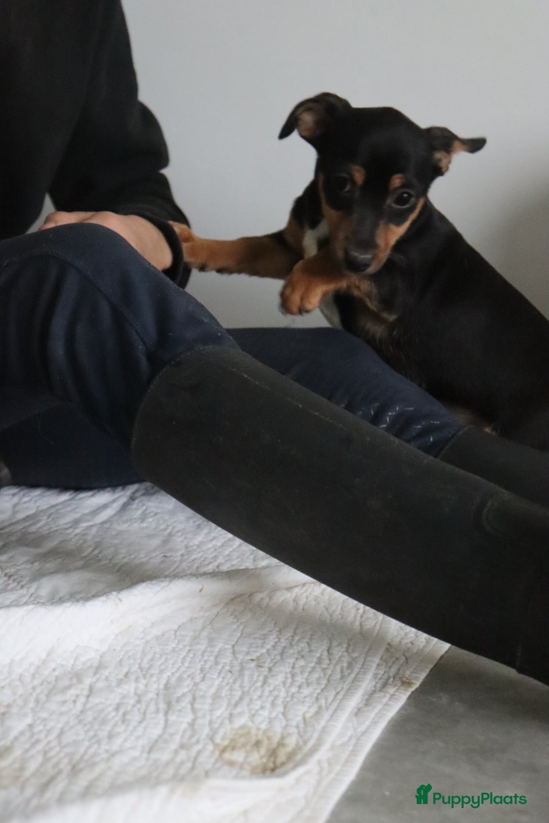 Jack Russel Terriër honden te koop: lieve Jack Russel pups  - Advertentie 9