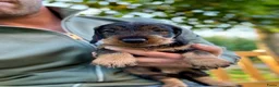 Ruwhaar Teckel honden te koop: Prachtige standaard ruwhaar pups - Advertentie 9