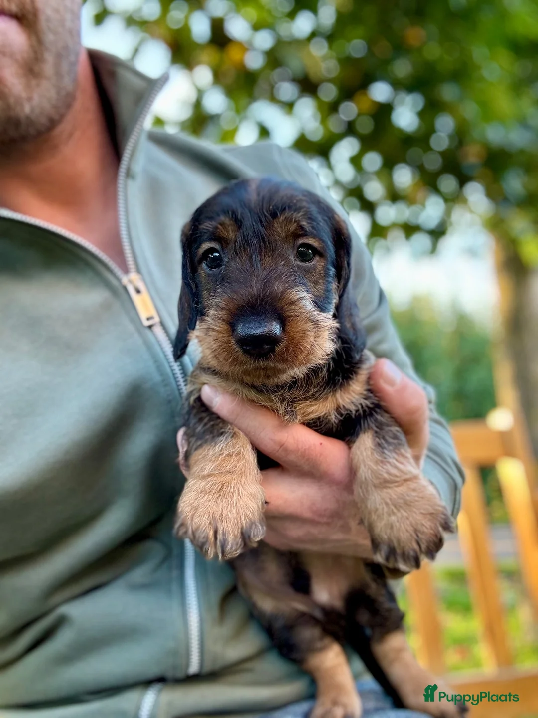 Ruwhaar Teckel honden te koop: Prachtige standaard ruwhaar pups - Advertentie 9