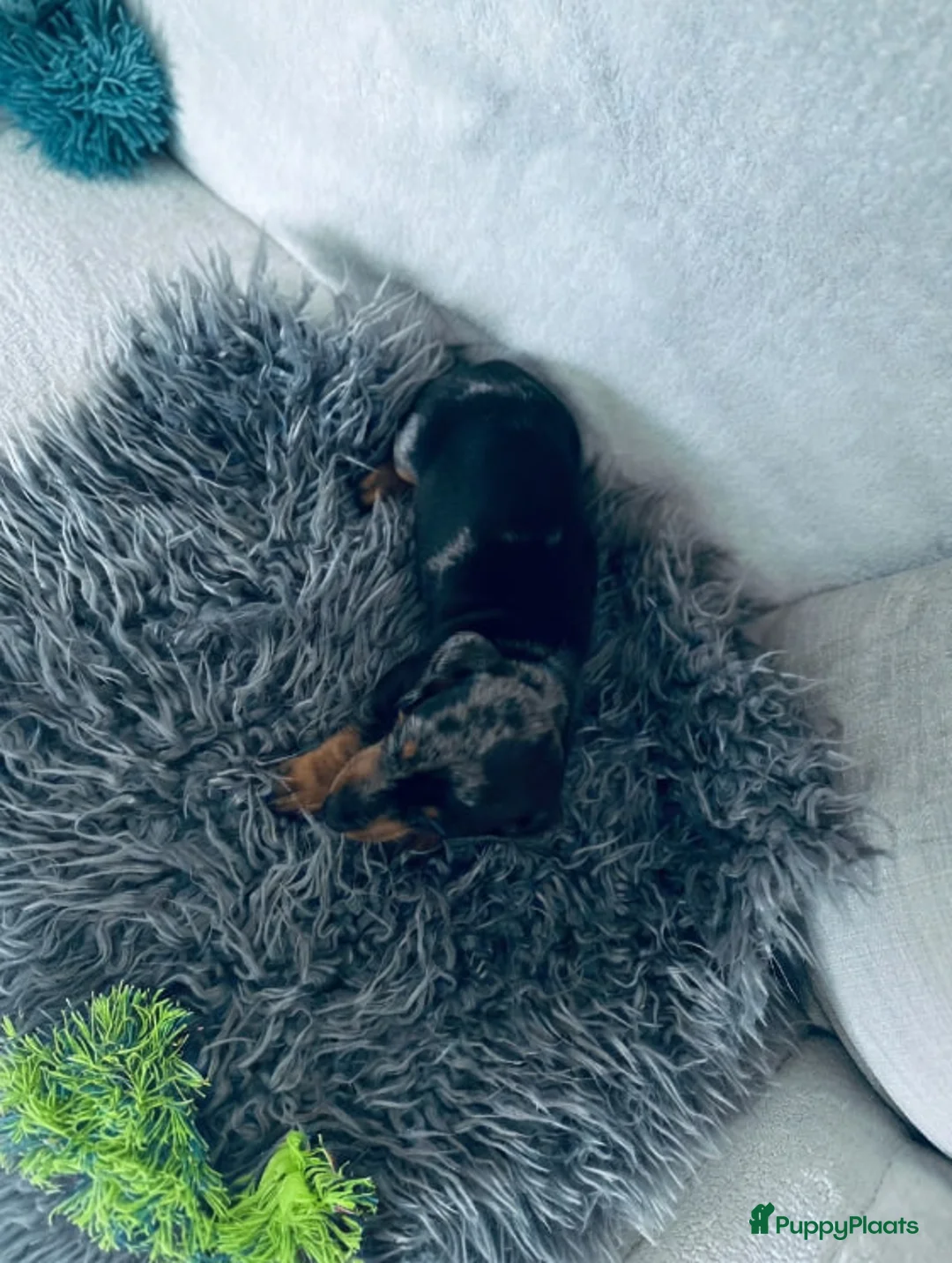 Teckel (korthaar)  honden te koop: Dwergteckel puppy's te koop – 1 reutje en 1 teefje - Advertentie 4