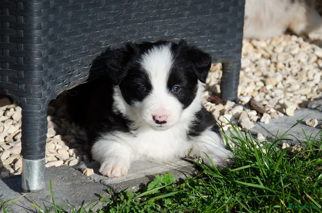 Border Collie honden te koop: Border collie puppies geboren op boerderij (BE) - Advertentie 10