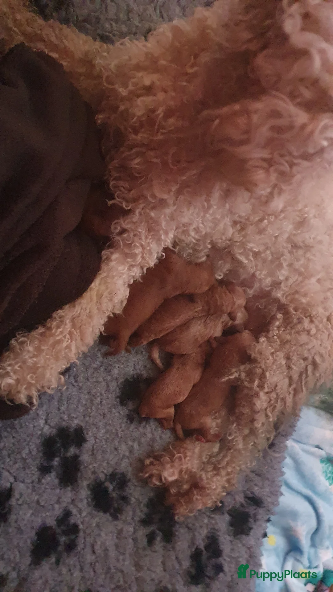 Labradoodle honden te koop: Rode Mini Labradoodles - Advertentie 1