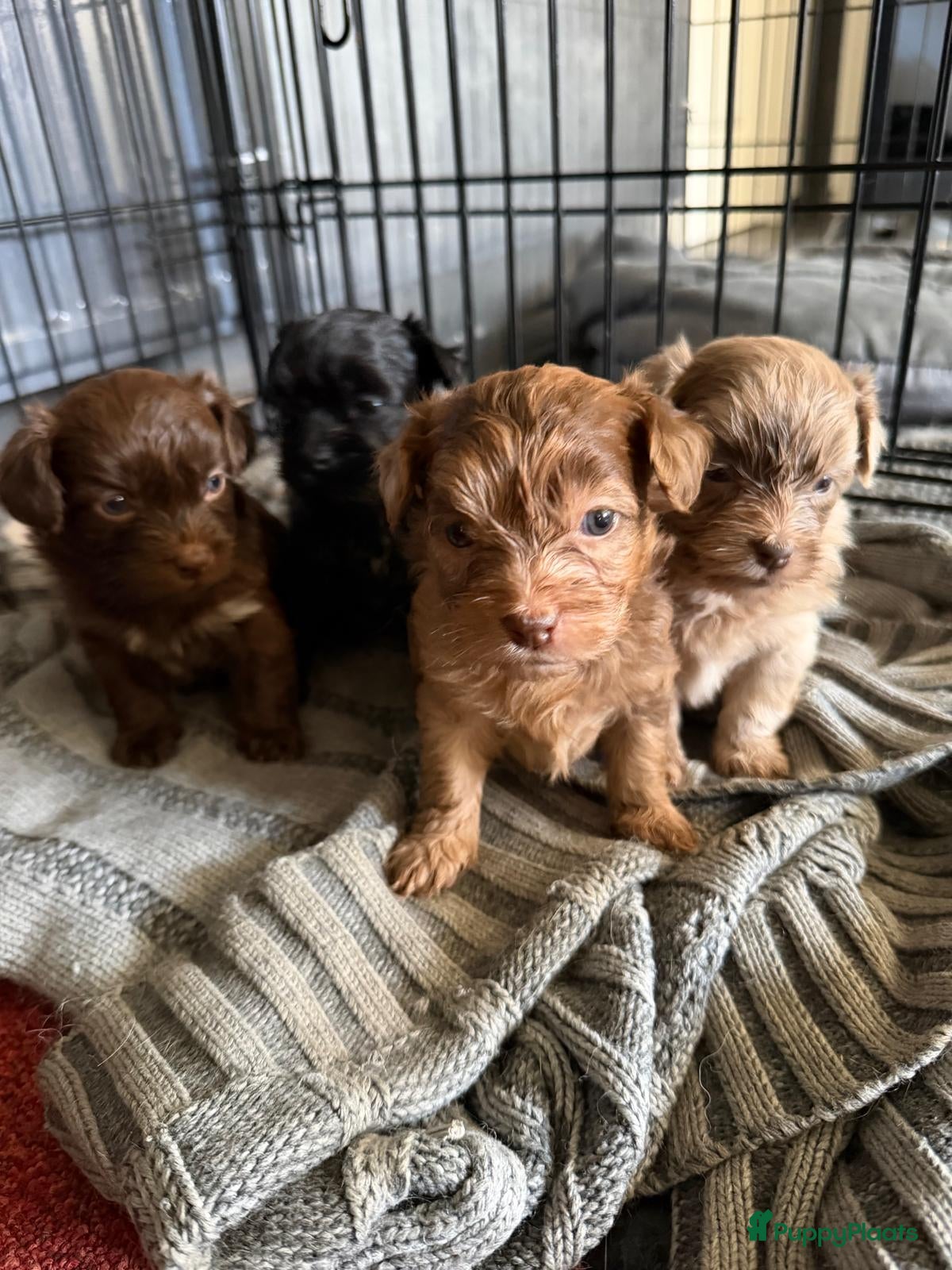 Boomer honden Prachtige boomer pups  - Advertentie 1