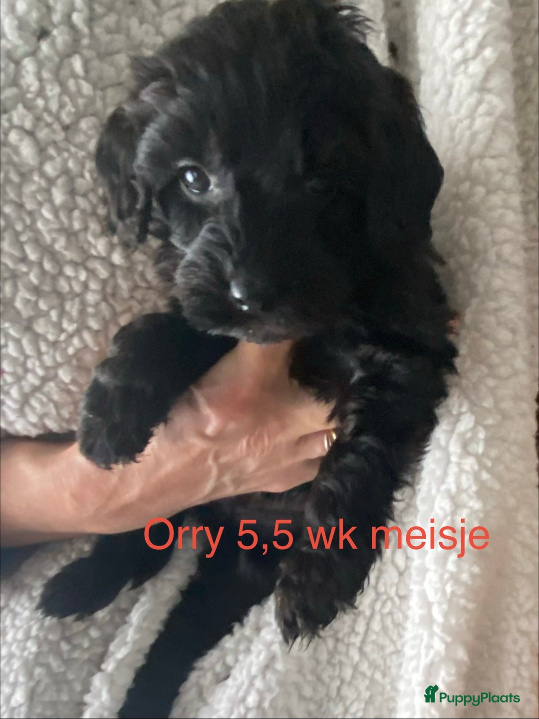 Labradoodle honden te koop: Labradoodle(multigen) mini/midi groeien op in huis - Advertentie 7