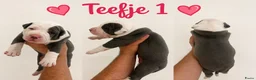 American Staffordshire Terriër honden te koop: Amerikaanse Stafford Pups - Advertentie 3