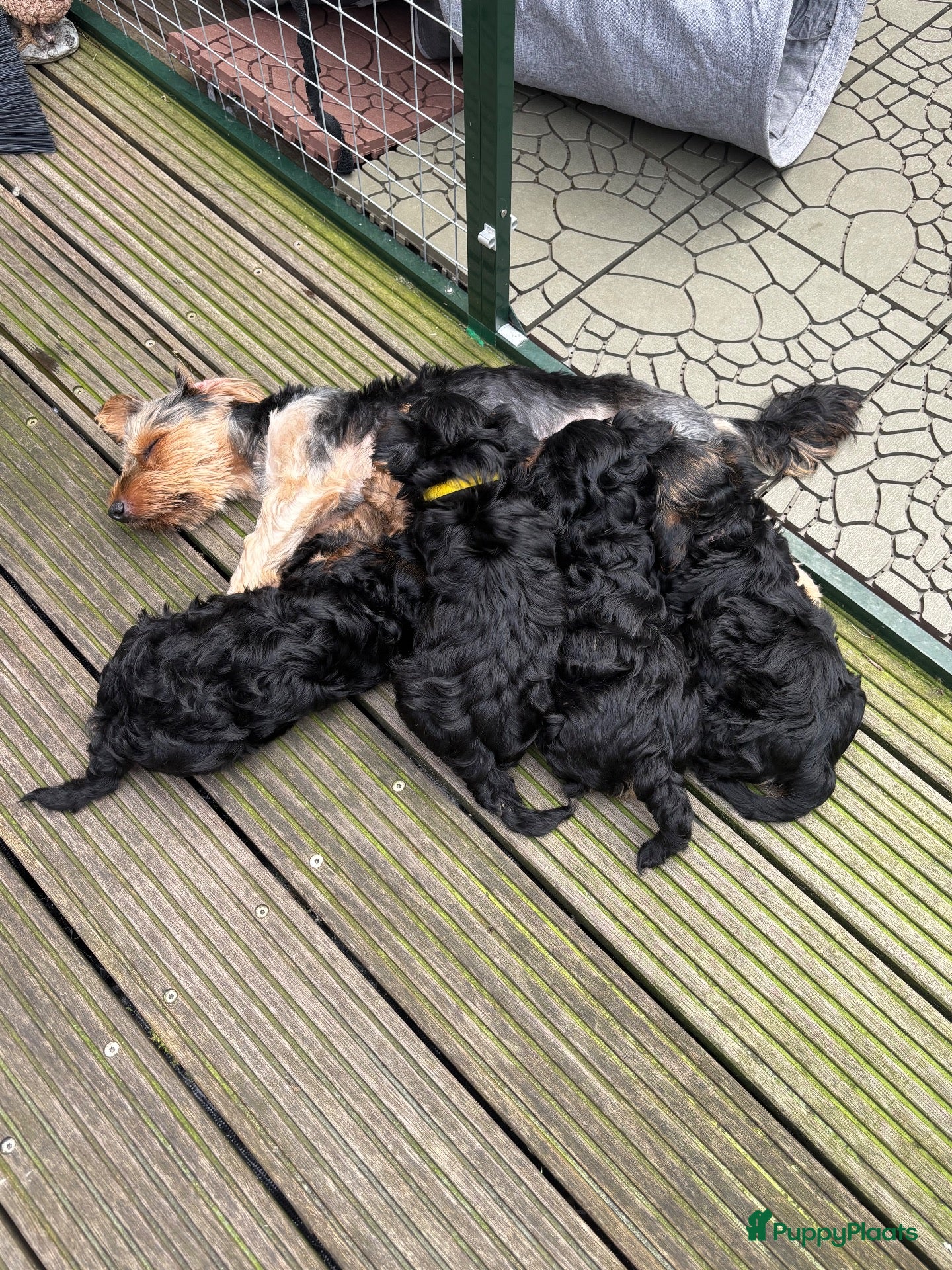 Yorkshire Terriër honden Nog 3 Yorkshire terriër pups zoeken een huisje - Advertentie 1