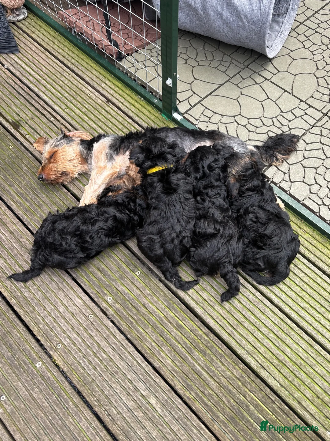 Yorkshire Terriër honden te koop: Nog 3 Yorkshire terriër pups zoeken een huisje - Advertentie 1