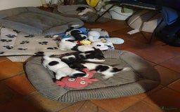 Jack Russel Terriër honden te koop: Lieve ruwharige JACK RUSSELTJES Laagbenig, dď - Afbeelding 24