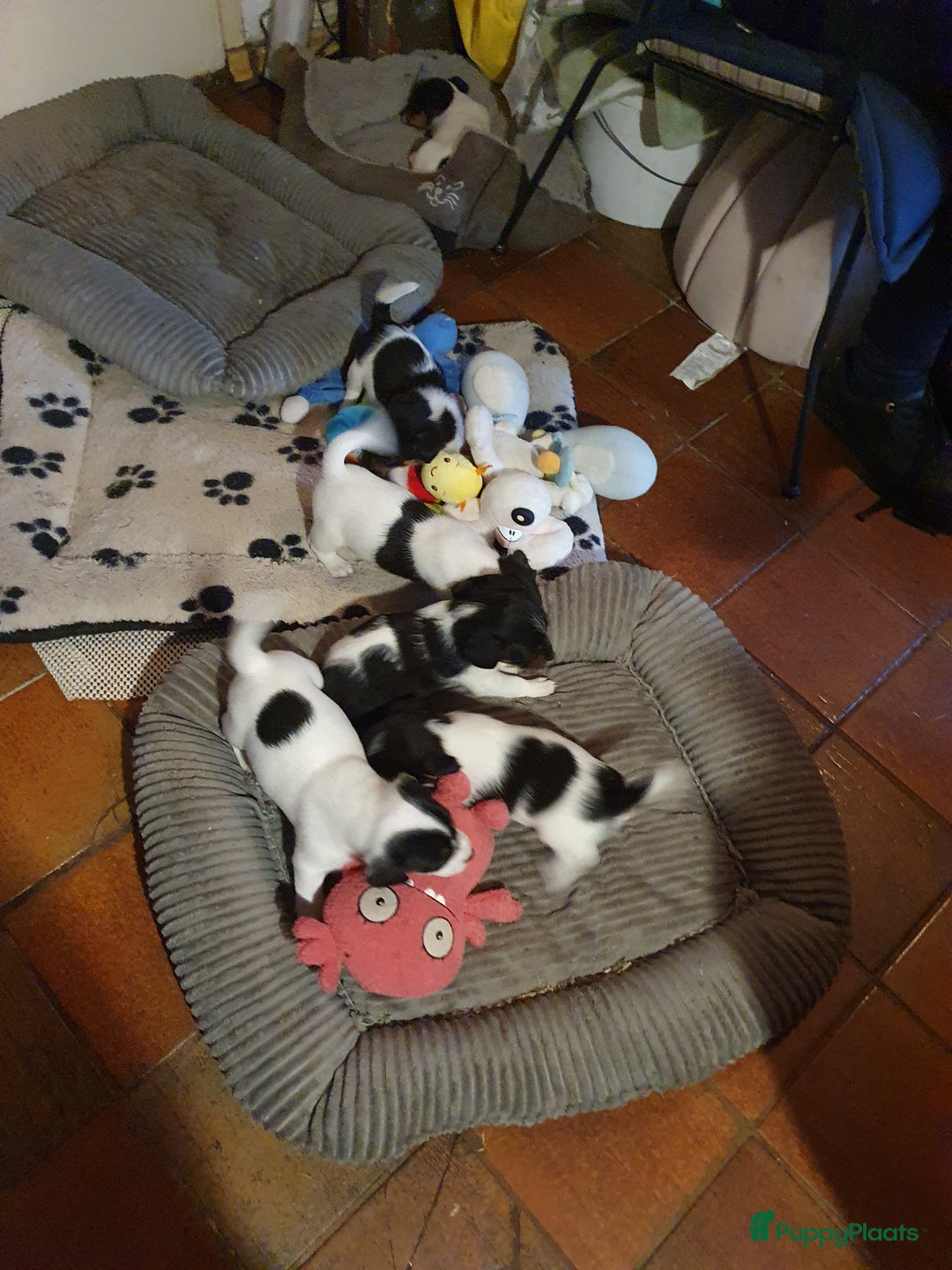 Jack Russel Terriër honden te koop: Lieve ruwharige JACK RUSSELTJES Laagbenig, dď - Afbeelding 24