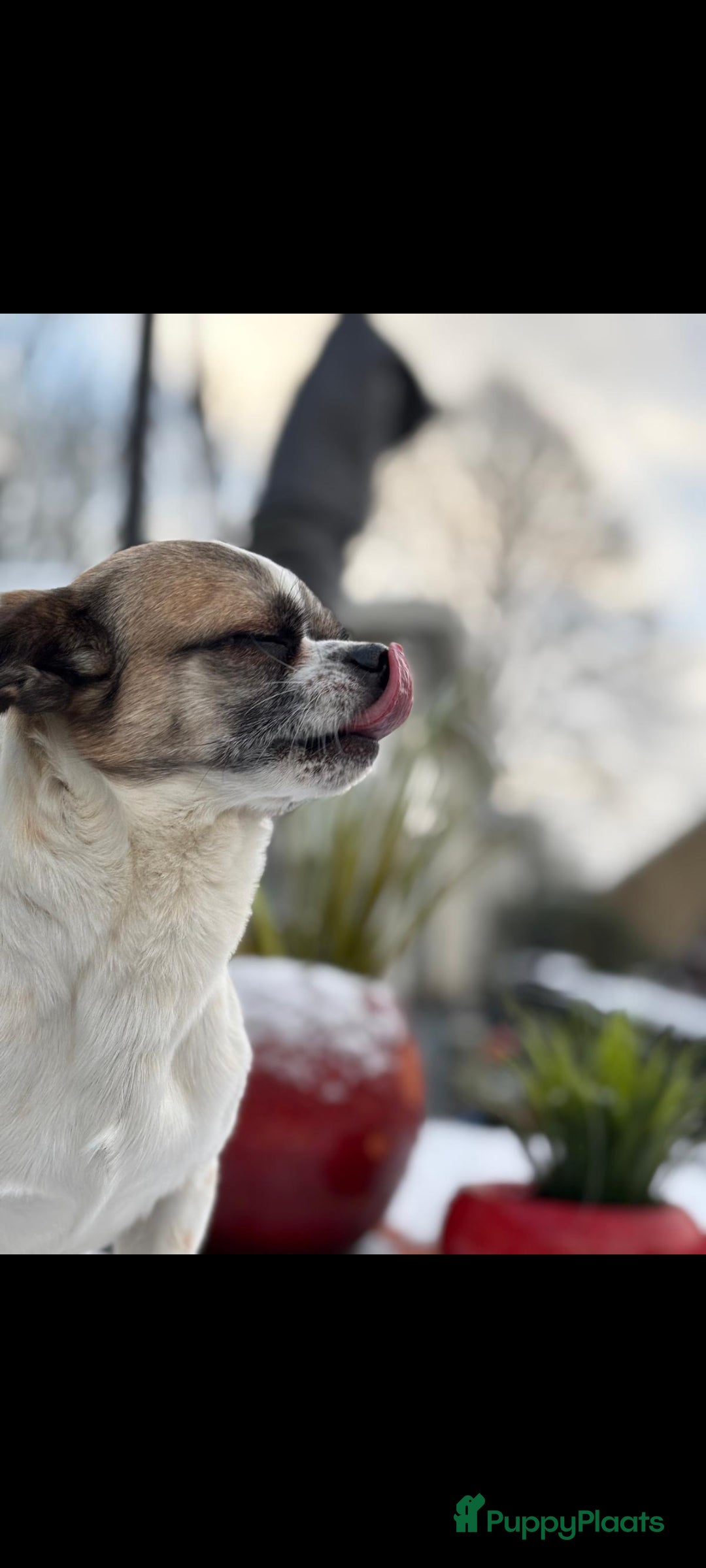 Kruising honden Lieve dekreu  - Advertentie 1