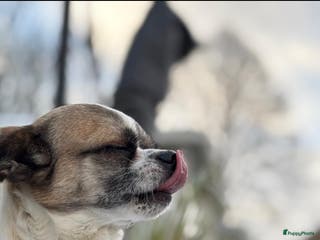 Kruising honden Lieve dekreu - Advertentie 1