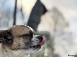 Kruising honden Lieve dekreu - Advertentie 1