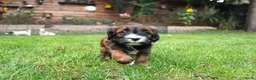 Kruising honden te koop: mooie Cava/Malti-Poo pups  in Boxtel - Advertentie 8