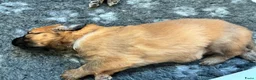 Catalaanse Herdershond honden te koop: Eerste Baskische herder nestje van Nederland - Advertentie 4