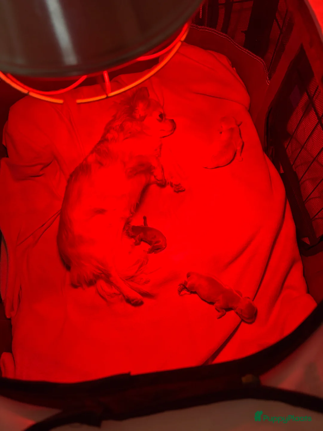 Chihuahua honden te koop: Chihuahua pups 1 reutje beschikbaar - Advertentie 1