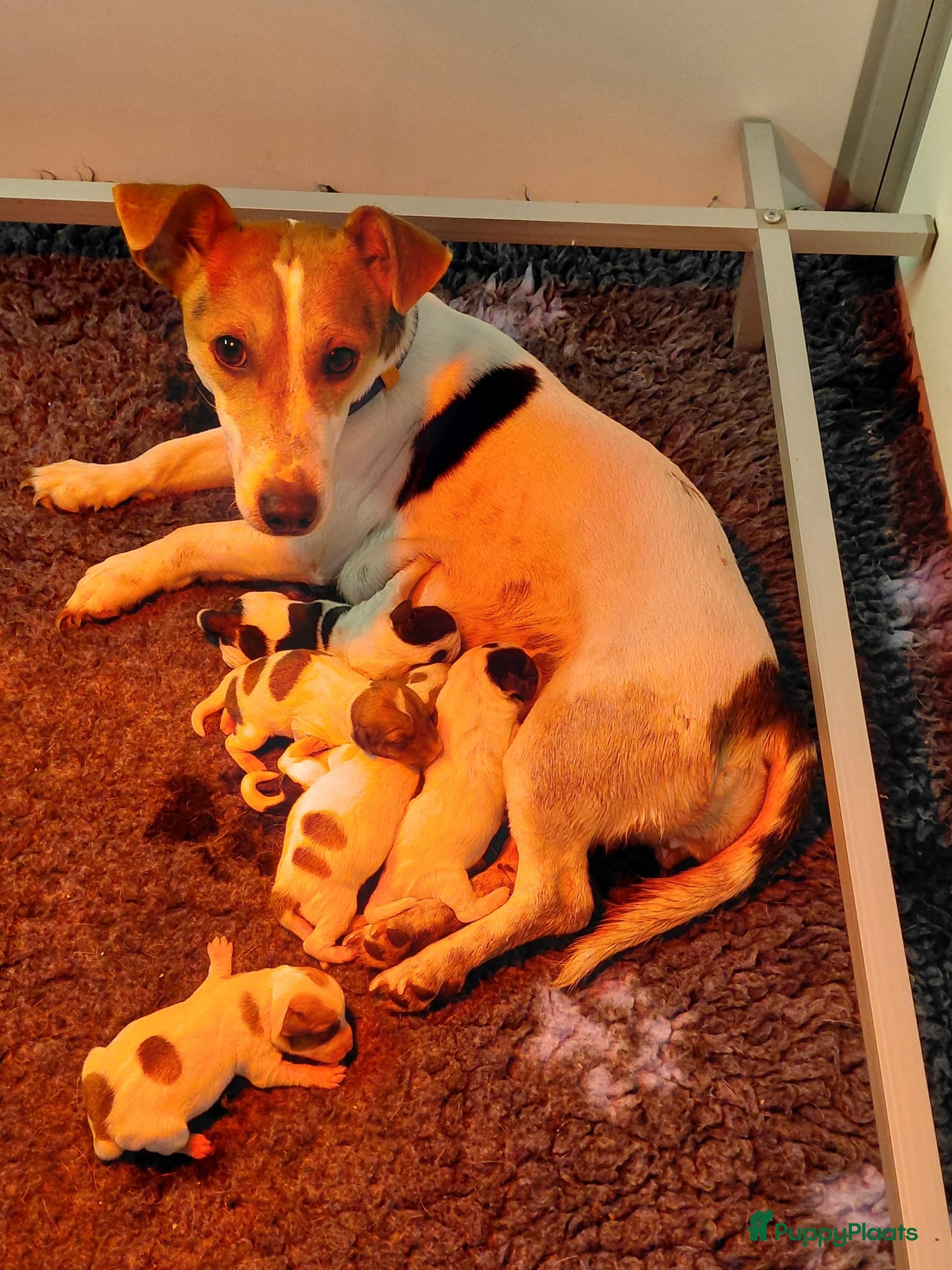 Jack Russel Terriër honden Jack Russell pups te koop - Advertentie 1