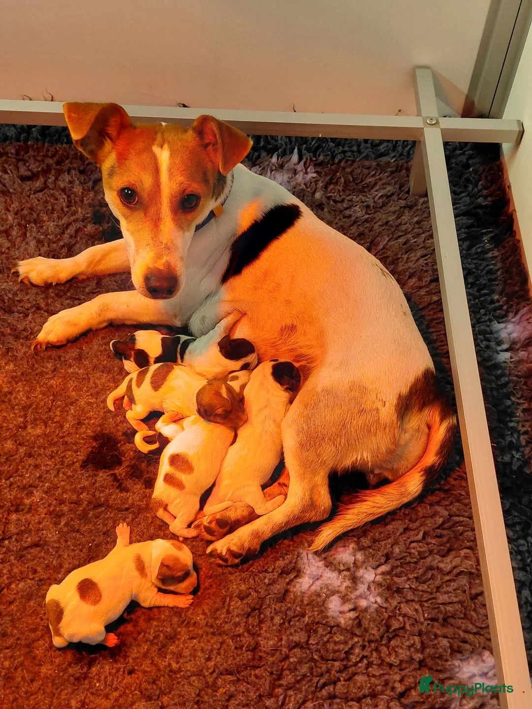 Jack Russel Terriër honden te koop: Jack Russell pups te koop - Advertentie 1