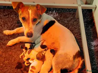 Jack Russel Terriër honden Jack Russell pups te koop - Advertentie 1