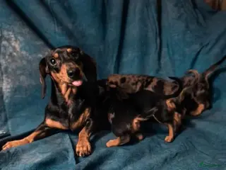 Teckel (korthaar) honden Teckelpuppy's - Advertentie 1