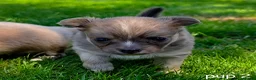 Chihuahua honden te koop: Chihuahua pups - Advertentie 5