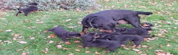Rottweiler honden te koop: Prachtige Rottweiler pups met STAMBOOM en GARANTIE - Advertentie 15
