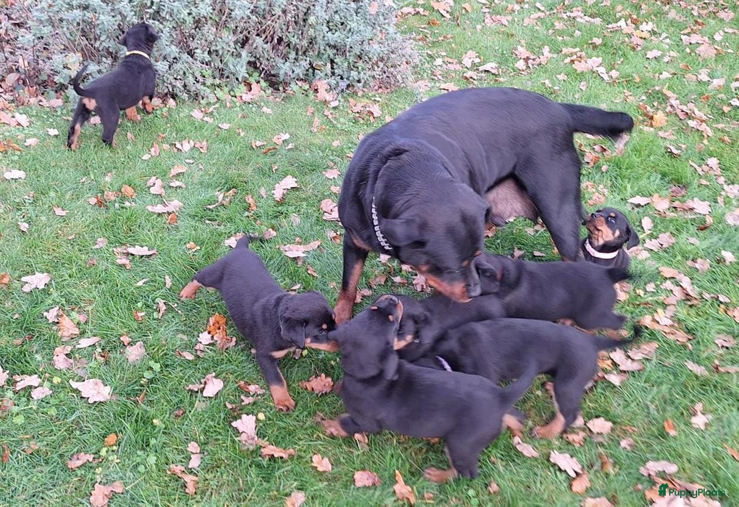 Rottweiler honden te koop: Prachtige Rottweiler pups met STAMBOOM en GARANTIE - Advertentie 15