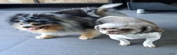 Kruising honden te koop: Prachtig Shiranian F1 pup reu shih tzu x pomeriaan - Advertentie 28