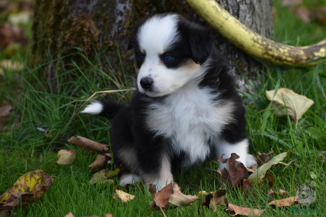 Australian Shepherd honden te koop: Miniature American Shepherd / Mini Aussie  - Advertentie 10